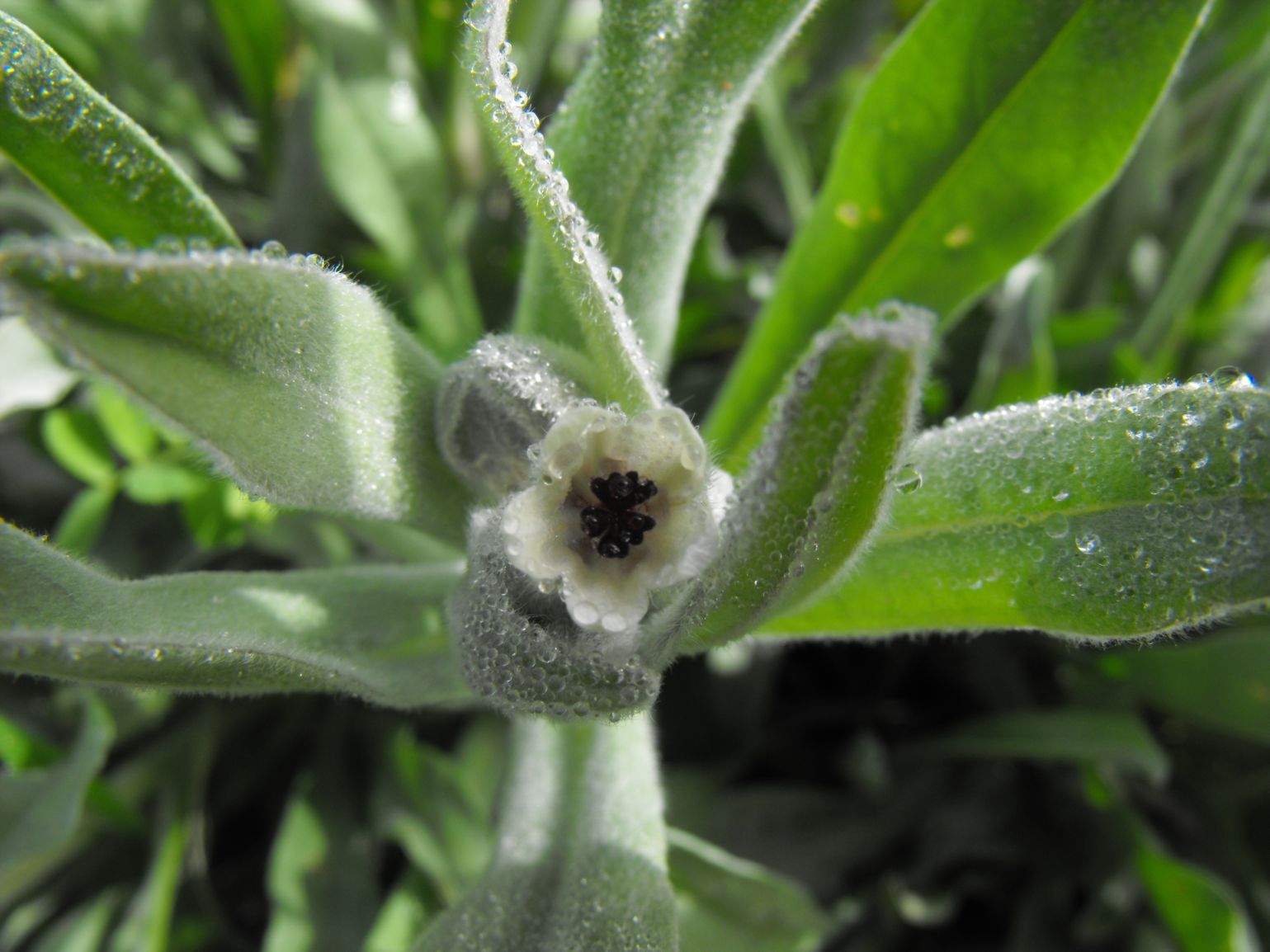 Cynoglossum cfr.  cheirifolium